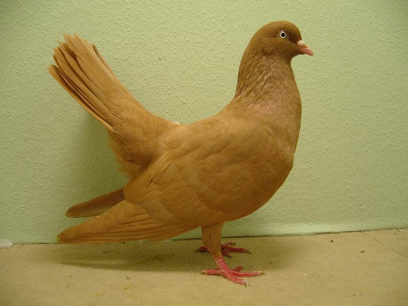 Munster 2009 815.jpg - hv 96 E von Fabian Toll auf Orientalsche Roller gelb